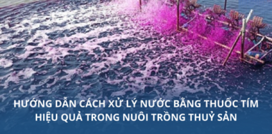 Hướng dẫn cách xử lý nước bằng thuốc tím hiệu quả trong nuôi trồng thuỷ sản